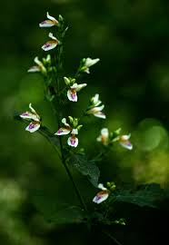 Image result for Isoglossa milanjiensis