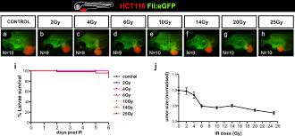 Reteaua de drumuri nationale din romania drumurile de interes national definite conform art. Developments In Zebrafish Avatars As Radiotherapy Sensitivity Reporters Towards Personalized Medicine Ebiomedicine