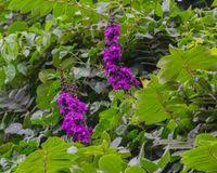 Image result for Macropsychanthus