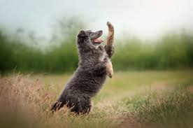Maybe you would like to learn more about one of these? German Shepherd Poodle Mix 6 Must Read Facts Perfect Dog Breeds