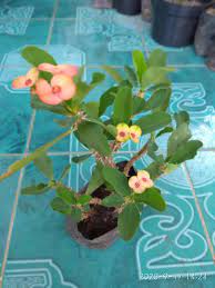 Check spelling or type a new query. Bunga Eforbia Mini Konstruksi Dan Taman 799963749