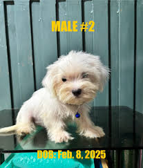 Maltese puppies for sale in Vanderbijlpark