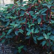Image result for Acalypha fimbriata