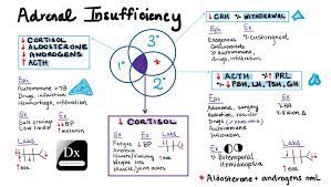 Adrenal Insufficiency The Clinical Problem Solvers Adrenal Insufficiency Vascular Surgery Adrenals
