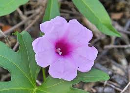 Image result for Ipomoea mauritiana