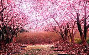 We did not find results for: Sakura Wallpaper For Android Apk Download