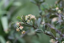 Image result for Putterlickia