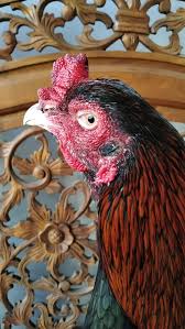 Jenis ayam yang satu ini memang terkenal dengan arena bertarung di beberapa memang ayam peru asli dengan yang palsu hampir sama. Gl5vuxsejdt2um