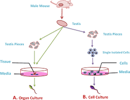 Maybe you would like to learn more about one of these? Illustration Of In Vitro Culture Techniques For Spermatogenesis The Download Scientific Diagram