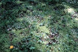 See more ideas about front yard, house front, plants. Solving Moss Problems In Lawns Lawn Talk University Of Illinois Extension