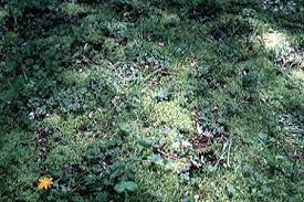 Can be purchased at home depot in large bags), 5 gallons of mulch, 5 gallons of compost, 3 gallons of pumus or perlite, 2 gallons of peat moss. Solving Moss Problems In Lawns Lawn Talk University Of Illinois Extension