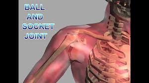 When a muscle is activated it contracts, making itself shorter and thicker, thereby pulling its ends closer. Science Human Body Bones And Muscles Part 2 Hindi Youtube
