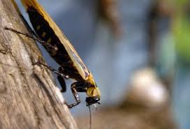 Cockroaches Are Becoming Resistant To Bug Sprays Controlling Them Will Become Almost Impossible
