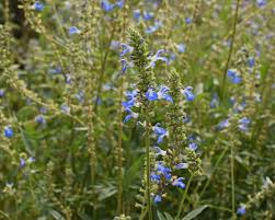 Plant identification blue and purple flowers the following photos will allow you to identify blue and purple flowering plants. 40 Types Of Blue Flowers With Pictures Flower Glossary