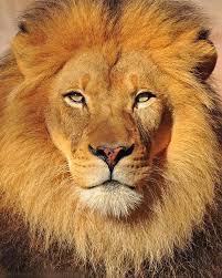 Head On By Robbobert On Deviantart Animals Beautiful Lion Pictures Lion Images