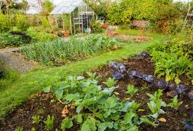 This waste is actually a tremendous resource, as a large percentage of it can be recycled into compost that will enhance the fertility of your allotment garden. 10 Awesome Allotment Blogs Blog At Thompson Morgan