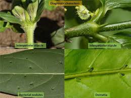Image result for Rubiaceae