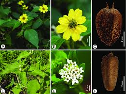 Image result for Blainvillea acmella