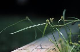 Image result for Kyllinga erecta