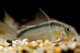 Freshwater Fish Pictures Fish Pet Wallpapers Freshwater Fish Corydoras Freshwater Aquarium Fish Freshwater Aquarium Fish Aquarium Fish Freshwater Aquarium