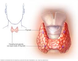 We did not find results for: Thyroid Cancer Diagnosis And Treatment Mayo Clinic