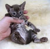 Our mission is to give birth and raise bengal and abyssinian kittens in perfect health with a look and behavior that will steal your heart! Bengal Kittens For Sale In New York From Darkside