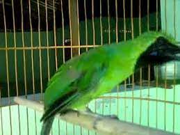 Cucak Ijo Sumatra Part2 Youtube
