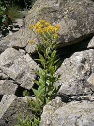 Image result for Senecio luembensis