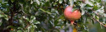 It thrives in our warm summers, reliably gracing our gardens with hot orange flowers, and it stands up to our winter cold. Punica Pomegranate At Portland Nursery And Garden Center