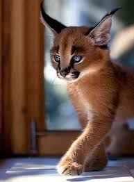 Sensational Photo Of A Gorgeous Wee Caracal Sensationalphoto Caracal Cat Pet Animals Wild Animals Beautiful
