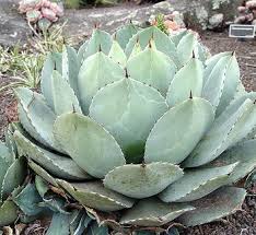 Image result for Agavaceae