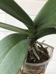 Warmest wishes from sunny florida, carol the orchid care lady Why Your Orchid Isn T Blooming Laptrinhx News