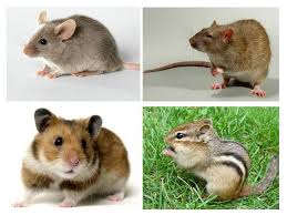 أنواع وأنواع الفئران وصفها والصورة