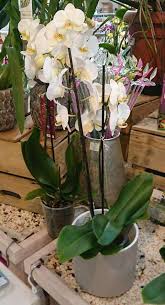 Assess what kind of light, temperature, air movement, humidity, and how variable all these conditions are in the spot you. Choosing The Best Pots For Growing Orchids With Examples Gardener Report