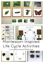 Montessori Inspired Life Cycle Activities