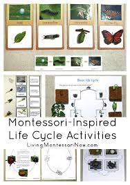 montessori inspired life cycle activities