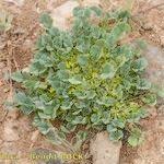 Image result for Trigonella anguina