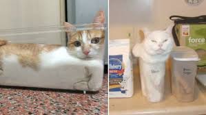 We can dance if we want to. Kitty Cat Dance Know Your Meme