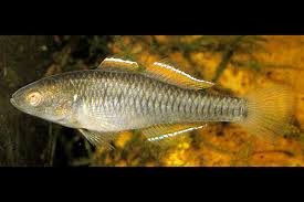 Image result for Hypselodelphys