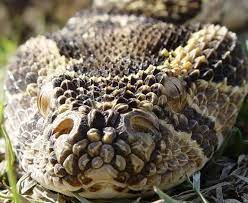 Puff Adder Common Dangerous African Snake Adder Snake Snake Pet Snake