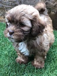 Jul 09, 2021 · lala making on that world 6 beautiful shih tzu puppies 2 girls 1500$ and 4 boys 1300$, puppies already be warmer and flease, done vets check. Shih Tzu Puppies For Sale El Paso Tx 359520 Petzlover