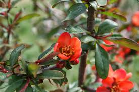 The flowers are often followed by hard yellow fruit which ripens in the fall. The Quincessential Guide To Japanese Quince Chaenomeles Speciosa
