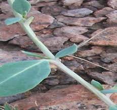 Image result for Gisekia pharnaceoides