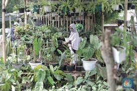 Selain mengingat efek sampingnya yang kecil tapi juga khasiatnya yang besar bila dibanding obat berbahan kimia. 10 Tanaman Hias Outdoor Yang Cantik Tahan Panas Hujan