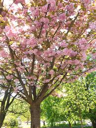 Image result for Prunus serrulata