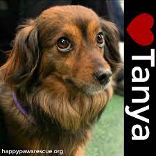 Each animal is unique in the time and care required to heal from lives of neglect, abuse or injuries. Care For Paws Shelter And Sanctuary Jeepcarusa