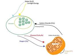 The equation is glucose + oxygen ® carbon dioxide + water and energy is produced in the form of atp. Photosynthesis And Cellular Respiration At The Atomic Level Lesson Teachengineering