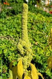 Image result for Amaranthus hybridus