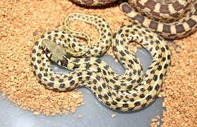 Checkered Garter Snake Snake Garter Snake Illustration