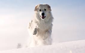 Hd Snow Dog Wallpaper Download Free 112104 Snow Dogs Dogs Dog Background